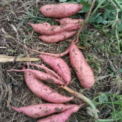 藁城常安李浩博1月龙署九号红薯