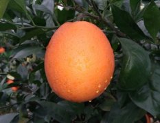 2016寻乌脐橙今年价格有看点