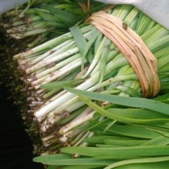 2016莘县韭菜今年价格有看点