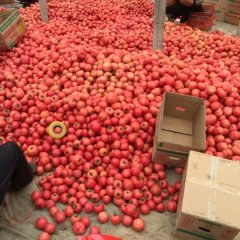 山东西红柿基地常年供应优质西红柿番茄