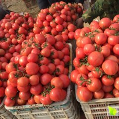 费县薛庄胡发军1月欧盾西红柿