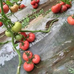 费县西红柿著名品种北汤胡发军诚信合作