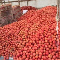 费县基地供应优质粉红西红柿番茄