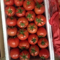 2016浙江西红柿今年价格有看点