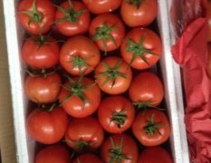 2016浙江西红柿今年价格有看点