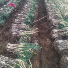 滕州大葱口感爽口,大坞李勇勇诚信合作