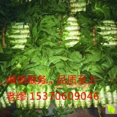 江苏海安紫叶红莴苣是名优特产