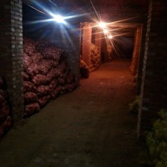 河北元氏烟薯系列红薯著名品种