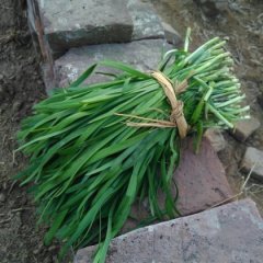 2016莘县韭菜收购工作全面开展