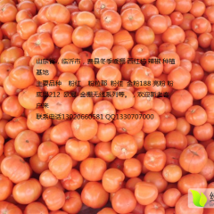 山东费县硬粉西红柿火爆招商中