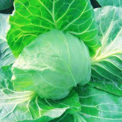 郯城甘蓝上市了