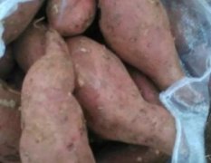 2016宜城红薯现在订货有惊喜