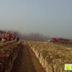 滕州东郭马洪恩1月章丘大葱