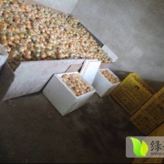 广西雁山椪柑柑橘绿色无公害