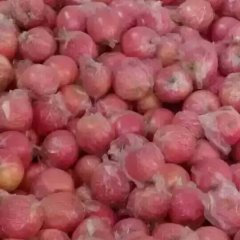 大量供应山西省临猗县富士苹果