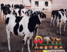 忻府忻阜郭富成1月荷斯坦奶牛