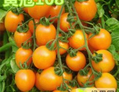 2015寿光小番茄种子——黄冠108