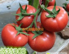 寿光金银岛彼特303番茄种子