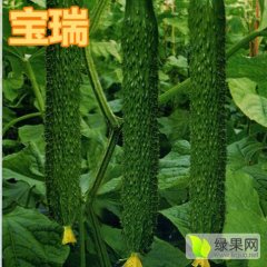 寿光宝瑞——最好的黄瓜种子