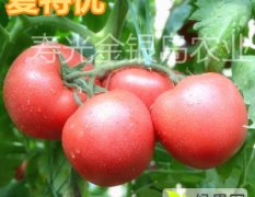 国外进口，一手番茄种子源，品质保障