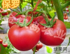 2015寿光番茄种子工作全面开展