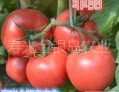 寿光进口番茄种子