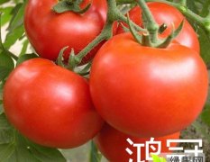 山东寿光大红番茄种子——鸿冠