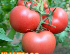 寿光进口番茄种子，产量高，早熟