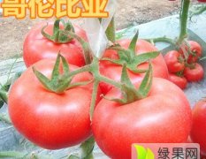 山东寿光哥伦比亚番茄种子是名优特产