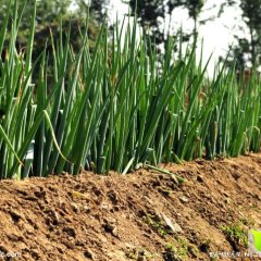 滕州姜屯马军11月铁杆大葱