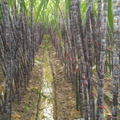 广西龙州黑皮果蔗甘蔗聚焦市场