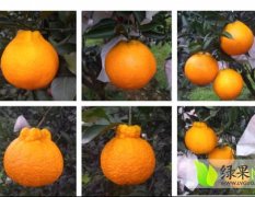 2016东坡柑橘值得出手