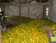 供应常山胡柚品种1万吨每年春节到五一