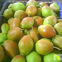2016大荔梨价格波动不大