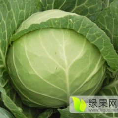 2016君山甘蓝走过路过不要错过