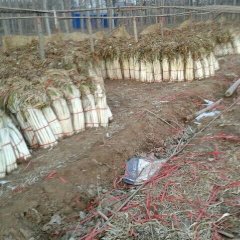 长白大葱上市啦，欢迎选购