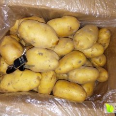 冷库荷兰十五《万顺果蔬种植专业合作社》