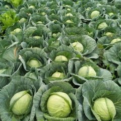 西昌甘蓝何去何从礼州药龙诚信合作