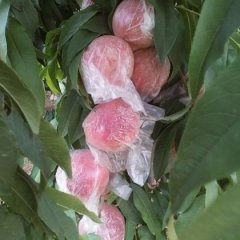 2015大荔蜜桃俏销大江南北