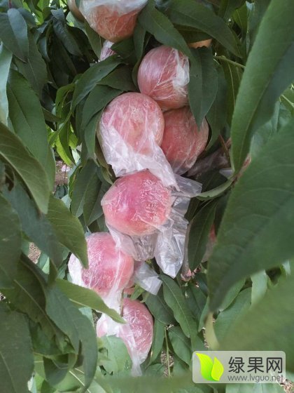 2015年陕西大荔秦王桃价格