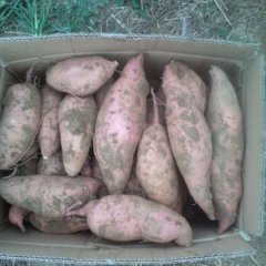 大学生村官写给种红薯的你的心里话