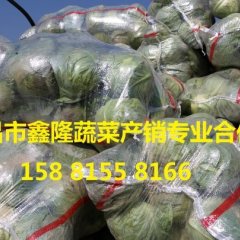 2016西昌甘蓝现在订货有惊喜