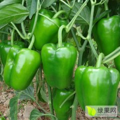 山东莘县艾丽圆椒辣椒名优产品