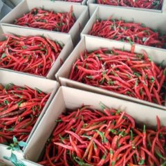 横县红辣椒价格