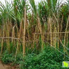 广西横县黄皮果蔗甘蔗口感爽口