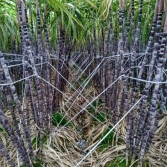 2016横县甘蔗抓住商机无限