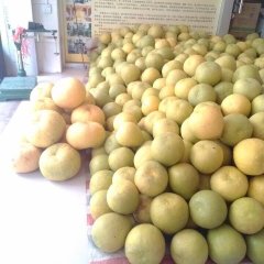 容县柚子品质优良,经济黎先生诚信合作