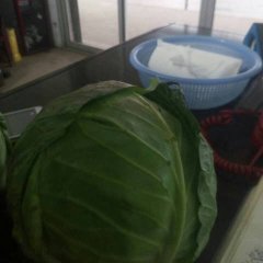 君山甘蓝火爆招商中,湖南李豪诚信合作