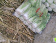 河北昌黎北京新三號(hào)白菜火熱上市