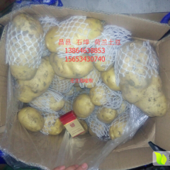 昌邑库存荷兰土豆出售 李先生诚信合作